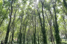 石家庄市石津灌渠文化公园“绿野仙踪”美景上线 随手拍大片图片