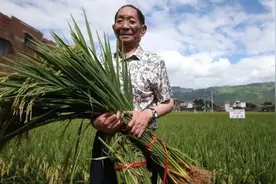 杂交水稻之父袁隆平，养活了数十亿人，为何没有获得诺贝尔奖？图片