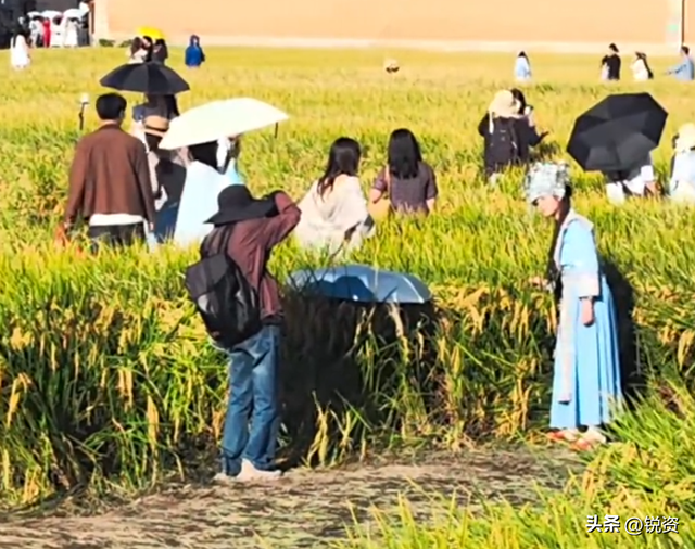 网红稻田被踩踏后续！有人制止反被怼，更多内幕曝光，果然不简单