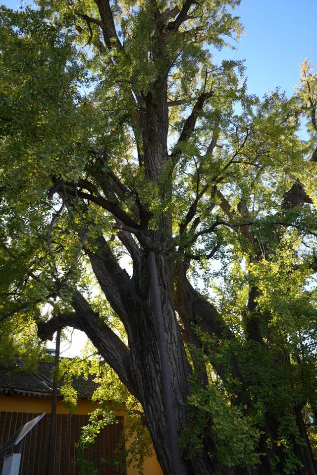 航小天带你看长安 | 来百塔寺村，品味冬日醇香