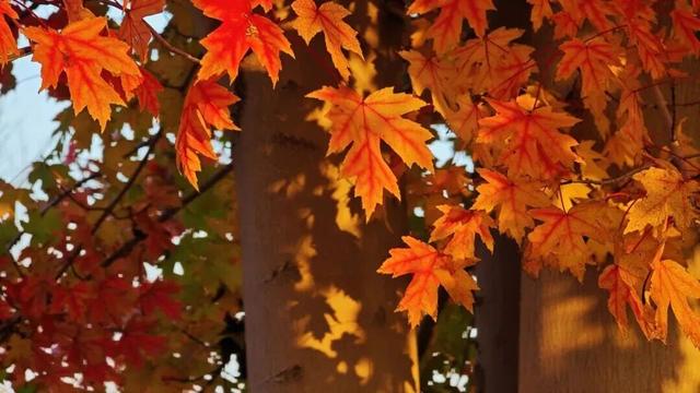 抱犊崮入选山东金秋醉美红叶观赏地