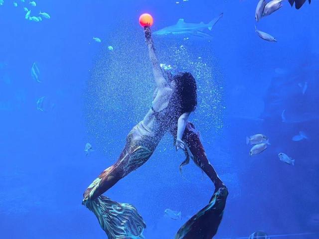 限量企鹅“福印”！海淀这个“海底世界”水下送惊喜