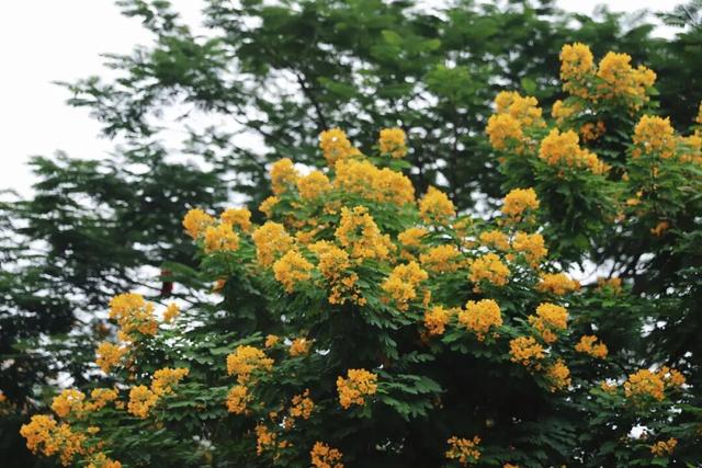 秋意浓，花开正艳！这周末，来东莞万江赏花秋游吧！