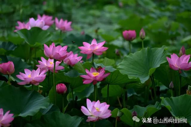 盛夏的岚州,藏着多少惊喜?