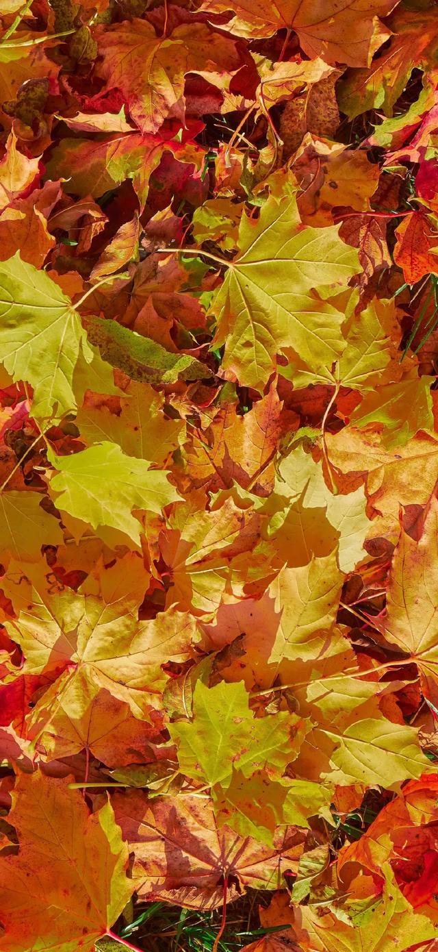 壁纸｜来去都是自由风 好运自会与我重逢