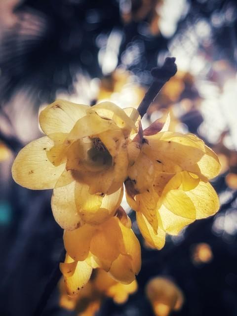 重庆人私藏！鸿恩寺红墙腊梅 江景配花香绝了