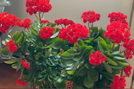 这6种花，晚上制氧气，卧室养一盆，从此不失眠，夜夜睡眠好！图片