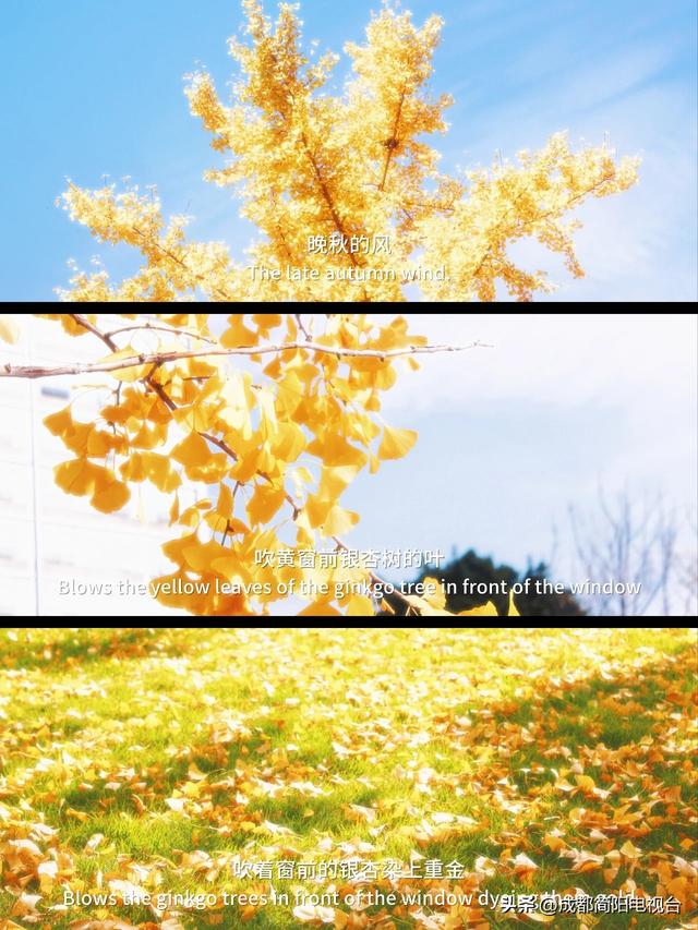 【图说·简阳】银杏浪漫成诗！邂逅限定款“金色之城”