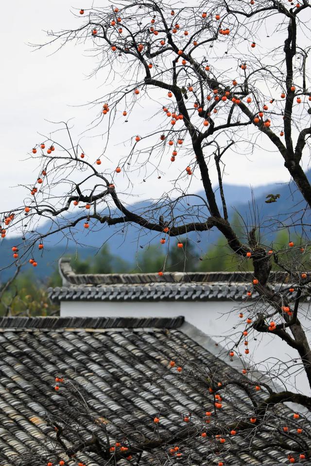 南方的秋色与北方大不一样，水墨江南就是说的这里吧！