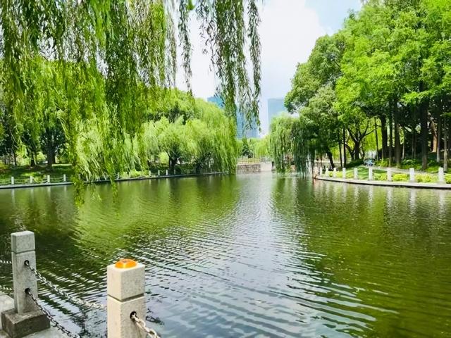 上海1800平荷花秘境免费打卡