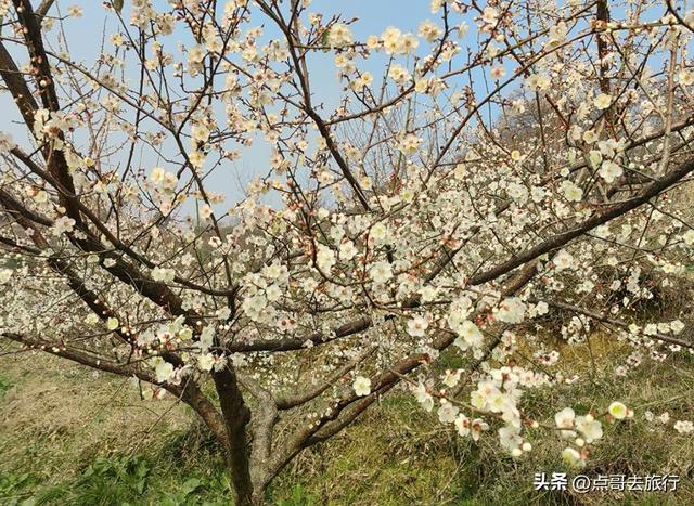 成都最新5个梅林花海，你该去哪个？其中一个被称为成都小林芝！