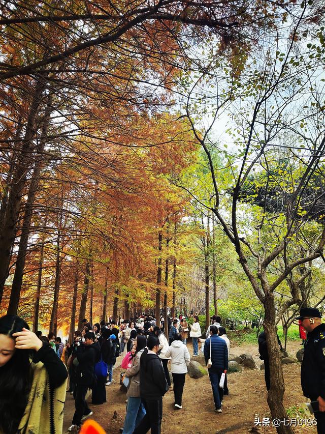 明孝陵探秘之燕雀湖邂逅落羽杉