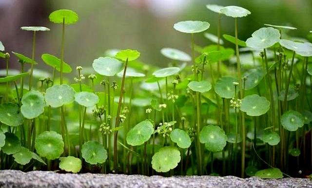 河北一户人家，因“铜钱草客厅”走红，一抬头就看见笑脸，真治愈