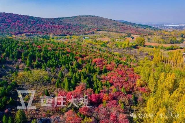 实拍枣庄牛郎山进入红叶观赏期！
