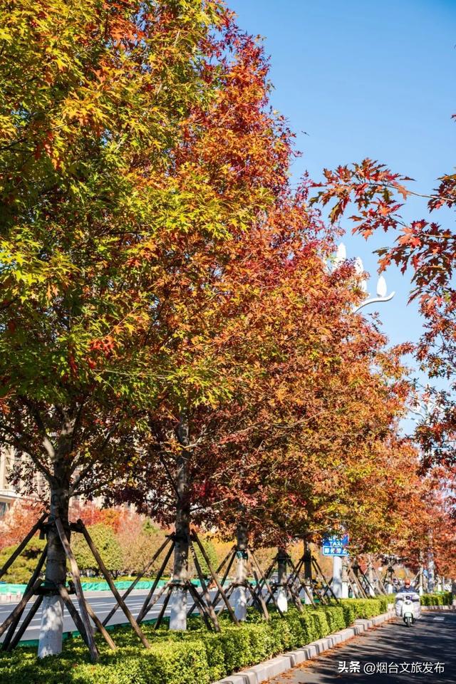 【乐游烟台】现在就冲！烟台这几处街景美到开挂