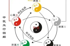 中医五脏六腑生理功能（二肝、肾）图片