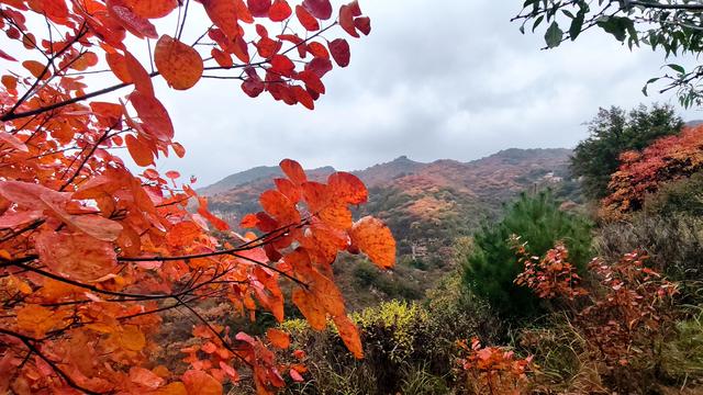 雾锁风挡山，红叶引客来