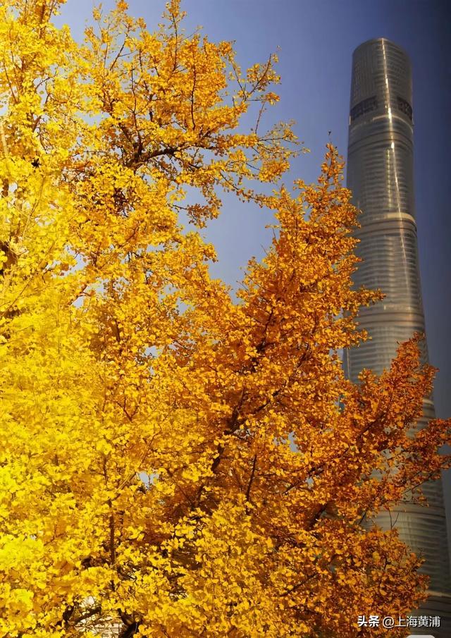 魔都秋日隐藏款！这里的银杏会“穿越”陆家嘴天际线