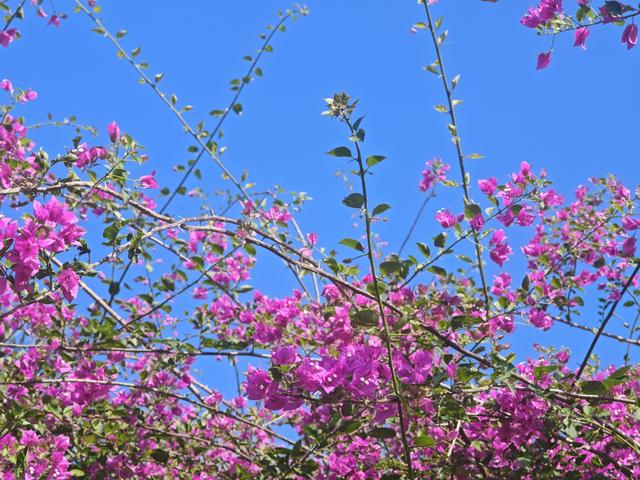 从学苑大道入大沙河绿过大学城后进深圳弯公园流花山景点【高清】