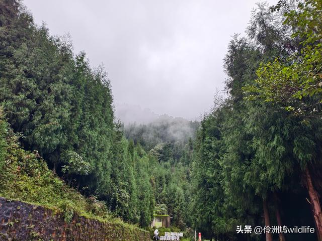 四川行(73)什邡红枫岭徒步到钟鼎寺