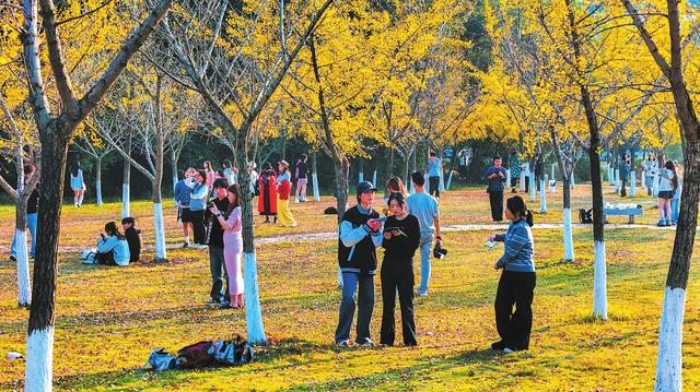 图说岳阳丨初冬已至秋未央 一城金色半城诗