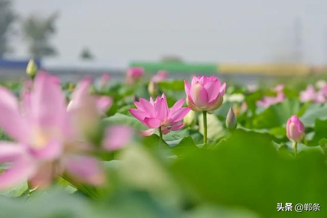 邯郸冀南新区：夏日顶流上线！