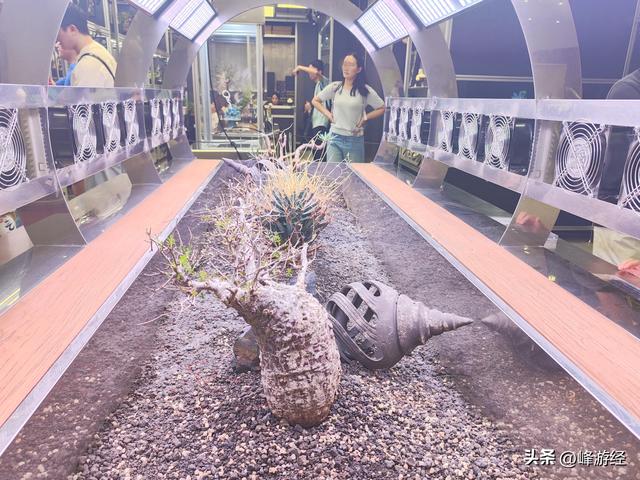 万象天地寻巨人展，感受昆虫王国带来的视觉冲击