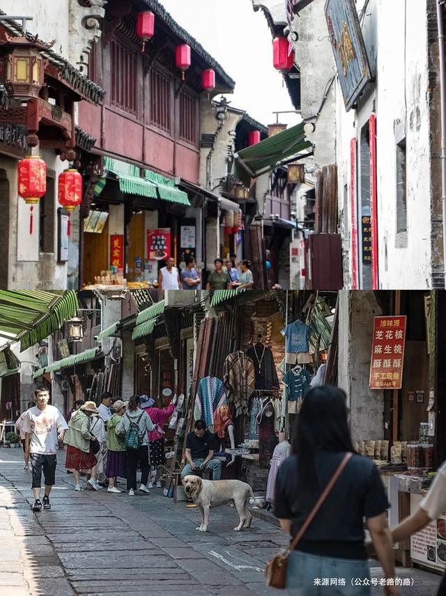 这个8月，拖猫带狗闯江南竹海~