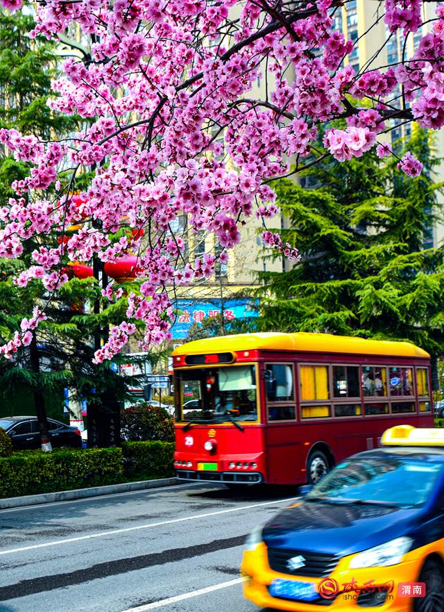 赴春约！赏花正当时，来渭南邂逅浪漫春光（组图）