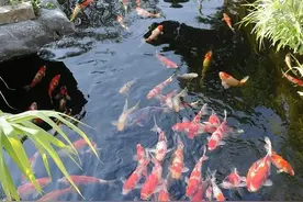 庭院鱼池深度多少比较合适图片