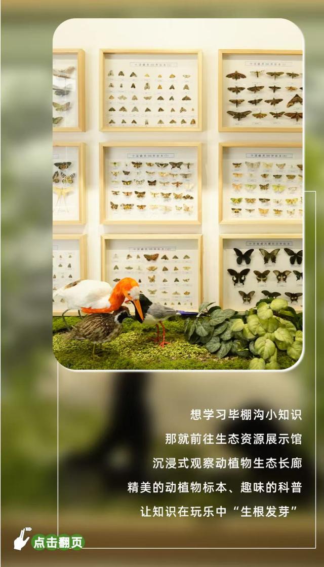 暑假遛娃去哪？毕棚沟游玩手册已上线！