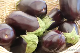 手把手教你种茄子图片