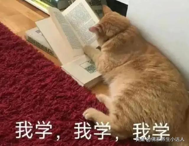 笑不活了！中文堪称无敌“语言压缩包”，网友：这就是语言的魅力