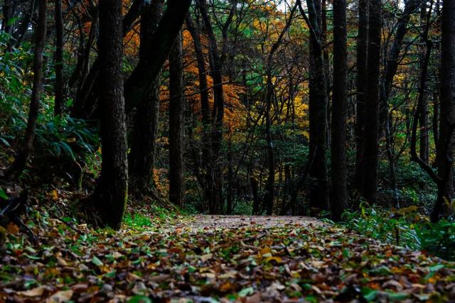 黄山秋景现场播报：云海“开挂”，秋色“沸腾”，抓紧冲