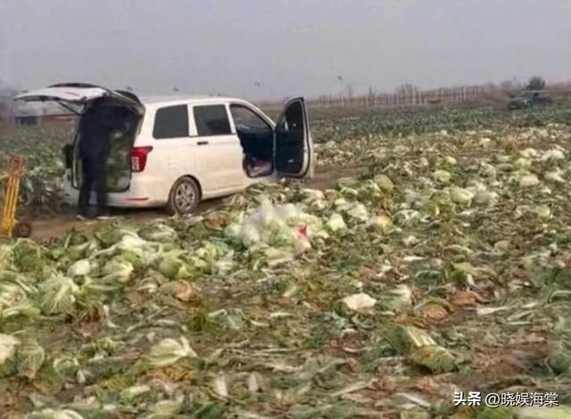 200亩白菜遭哄抢后续：损失超百万，菜农发声，更过分的还在后面