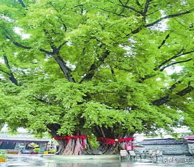 欣赏华夏千年古榕婆娑多姿，感悟人文积淀世代相传