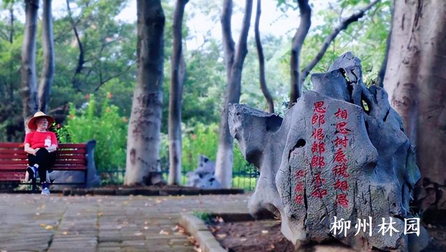柳州市雀儿山公园红豆林迎来最美观赏季