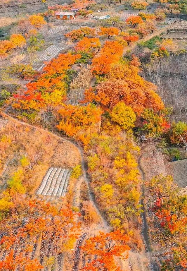 跟着色彩游临沂 | 红叶漫山・秋韵沉醉之旅 美到尖叫