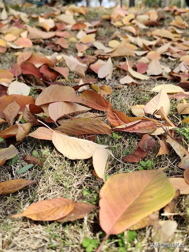 五线小城里的银杏大道,美翻全网的深秋景色原来在这里