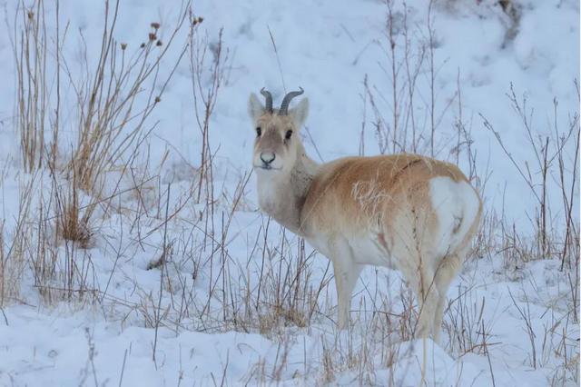 阿尔山冬日浪漫，不止冰雪！十大玩法+五条线路，解锁阿尔山童话季