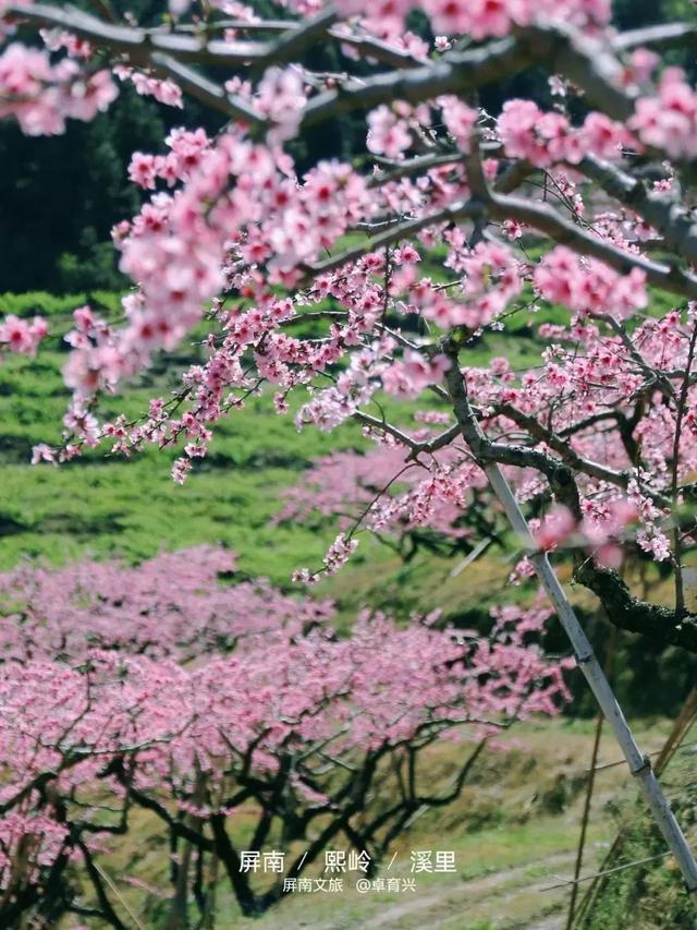 不枉等了一年！宁德赏桃花地图，春日顶流浪漫暴击~