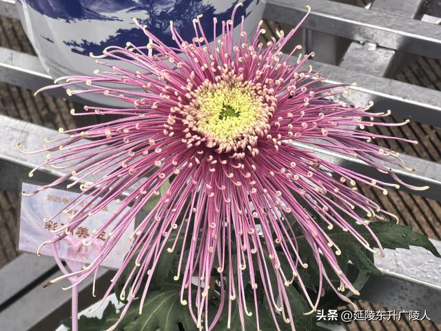 武进新天地公园菊花展 乡村田园风 今年又不同