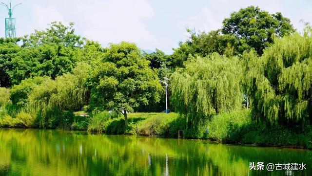 寻踪泸江烟柳·一段被时光遗忘的诗意画卷