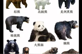 十大熊类图鉴大赏，中国的大熊猫最得人心图片