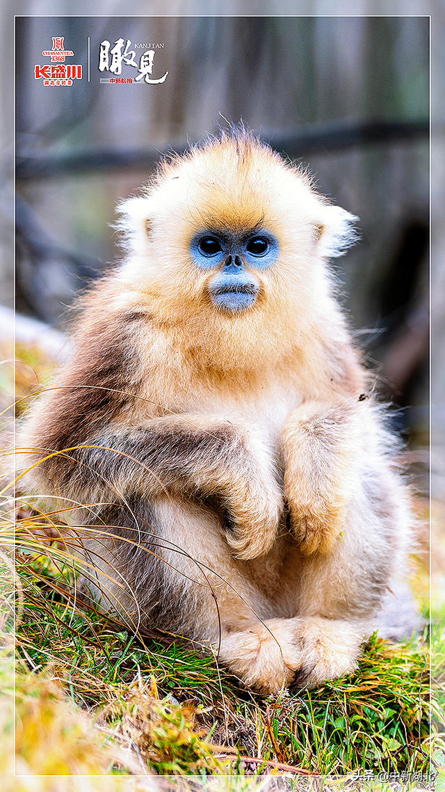 【瞰见】神农架：让心灵与自然共鸣