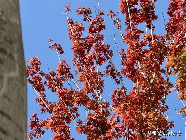 成都“枫”景天花板！再不看就晚了！