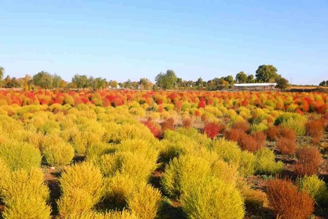 北疆文化 遇鉴赛罕 | 八拜湖实现华丽变身,成为热门“网红打卡地”!