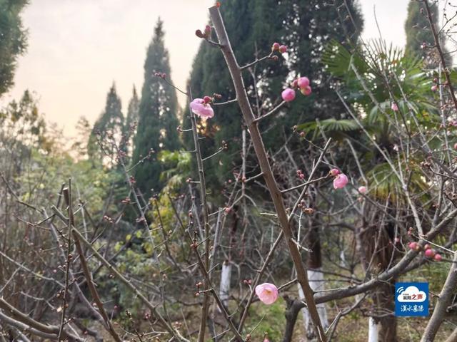 开了！开了！不少湖北人意外：今年这么早！