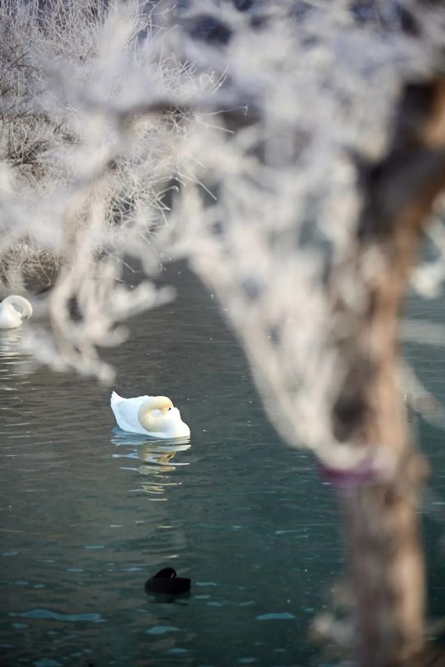 如要选一个冬季最佳拍雪景的地方,首选一定是它