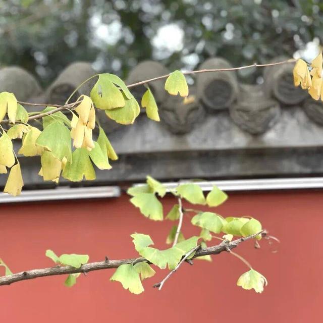 【美丽四川】寒冬将至 银杏初黄